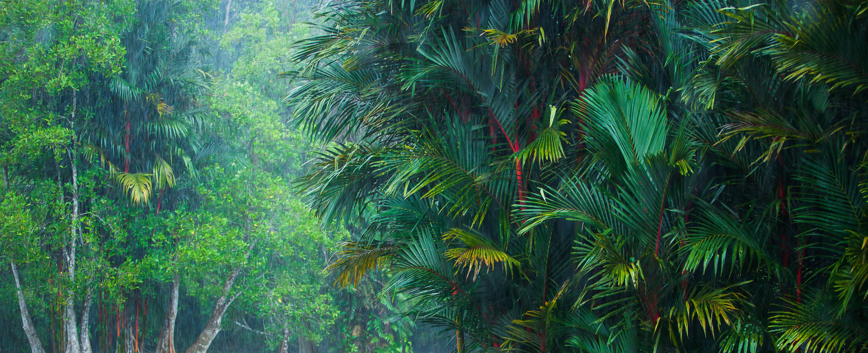 Landscape of Tropical Rainforest in Rain Season.